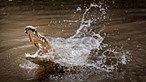 Crocodilo mata mulher que buscava água num rio no centro de Moçambique