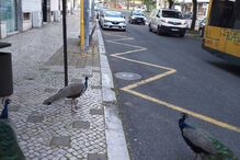 2020-05-07_16_27_49 20200507_080219.jpg