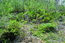 Corpo da menina foi levado para esta zona isolada na Serra D’el Rei, a sete quilómetros da casa da família e coberto com vegetação. Já estava em decomposição quando foi recuperado. 