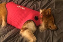 Cadela desaparece durante tornado e reencontra família após 54 dias