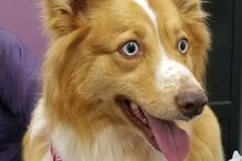 Cadela desaparece durante tornado e reencontra família após 54 dias