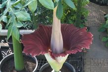 A maior flor do Mundo começou a desabrochar na Bélgica 