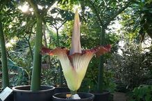 A maior flor do Mundo começou a desabrochar na Bélgica	