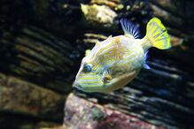 Visitantes procuram calma e paz no Oceanário de Lisboa que coronavírus 