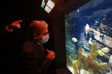 Visitantes procuram calma e paz no Oceanário de Lisboa que coronavírus 
