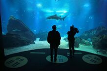 Visitantes procuram calma e paz no Oceanário de Lisboa que coronavírus 