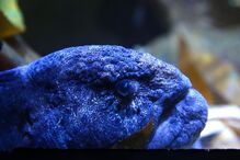 Visitantes procuram calma e paz no Oceanário de Lisboa que coronavírus 