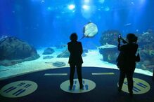 Visitantes procuram calma e paz no Oceanário de Lisboa que coronavírus 