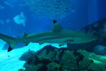 Visitantes procuram calma e paz no Oceanário de Lisboa que coronavírus 