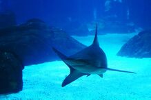 Visitantes procuram calma e paz no Oceanário de Lisboa que coronavírus 