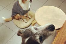 2020-05-20_14_10_53 83524944_2902493689803978_4075489391054189255_n.jpg