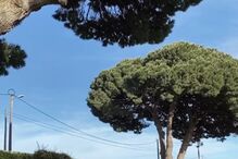 2020-05-22_17_03_43 c3439a75-75c8-451f-b074-fcba9492d984.jpg