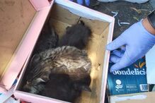 Bombeiros resgatam gatos bebés de ecoponto em Vila Nova de Famalicão  