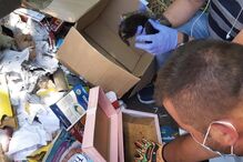 Bombeiros resgatam gatos bebés de ecoponto em Vila Nova de Famalicão  