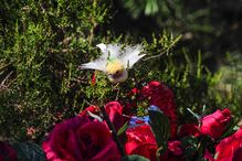 Memorial de Valentina