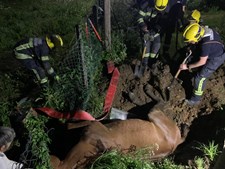 Bombeiros salvam cavalo em Espinho