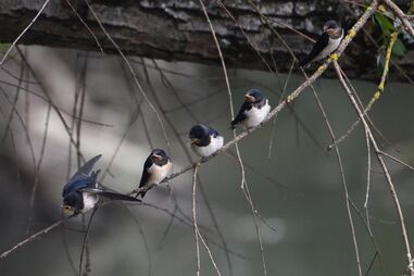 Bando de andorinhas na Reserva da Biosfera do Parque Natural do Boquilibo