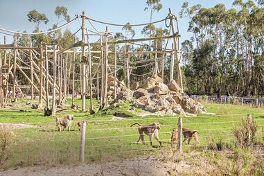 Badoca Park, em Santiago do Cacém