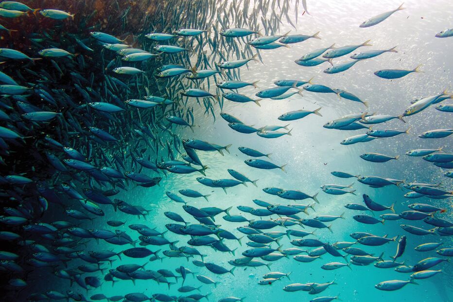 2020-05-08_08_19_04 Pescas.jpg