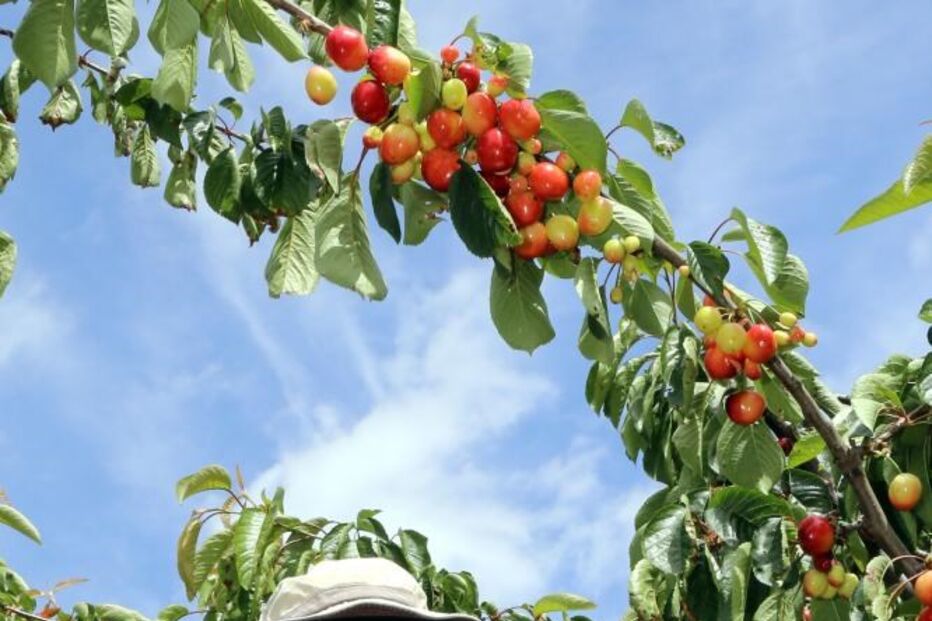 Máscaras e viseiras 