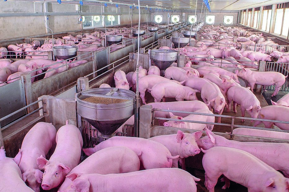 Produção de carne de porco