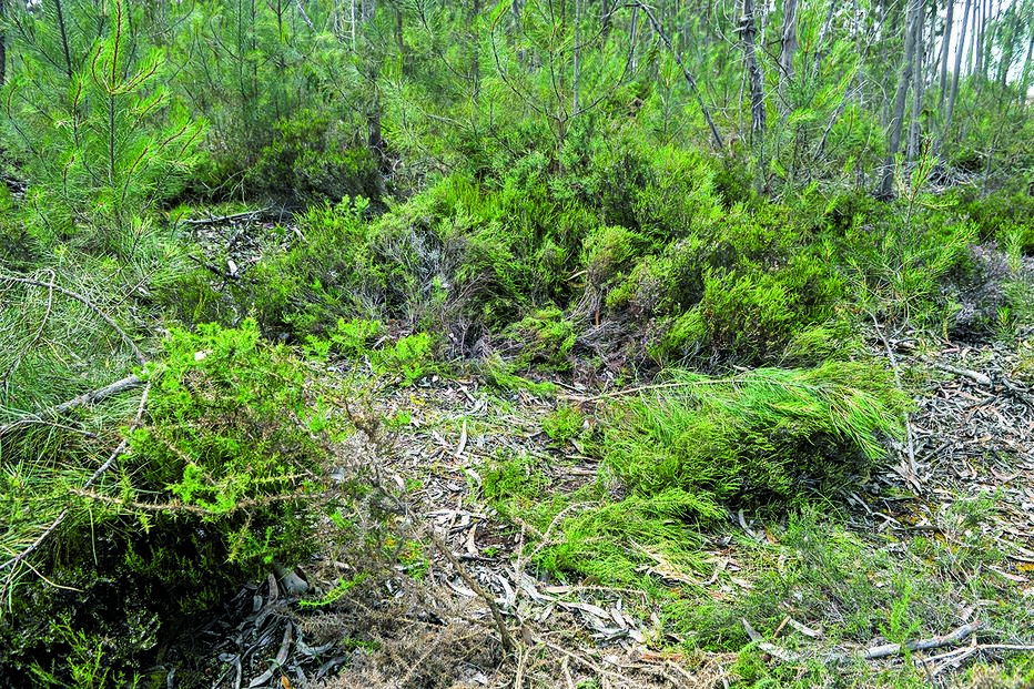Corpo da menina foi levado para esta zona isolada na Serra D’el Rei, a sete quilómetros da casa da família e coberto com vegetação. Já estava em decomposição quando foi recuperado. 