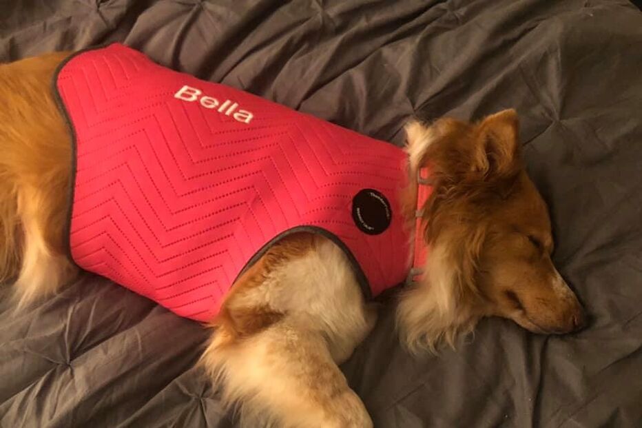 Cadela desaparece durante tornado e reencontra família após 54 dias