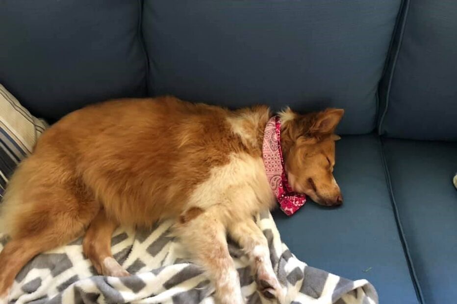 Cadela desaparece durante tornado e reencontra família após 54 dias