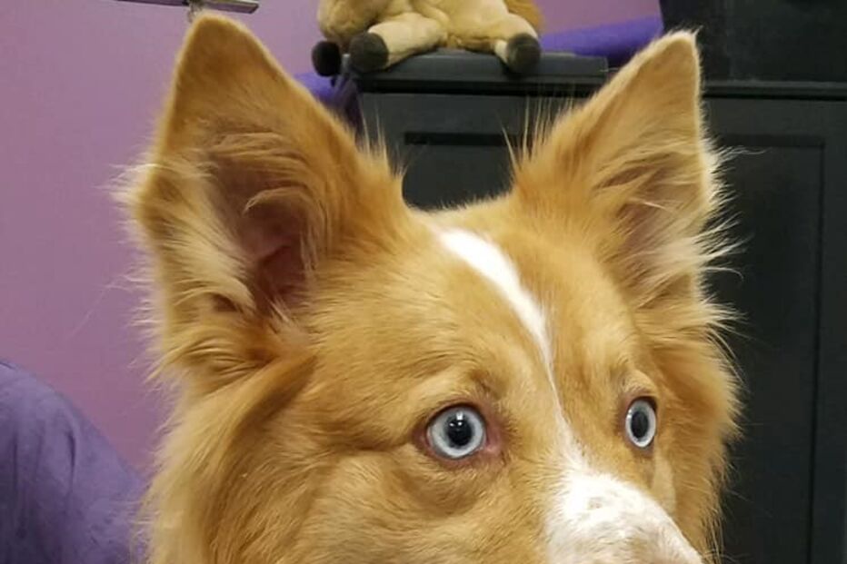 Cadela desaparece durante tornado e reencontra família após 54 dias