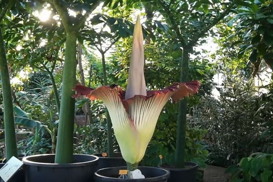 A maior flor do Mundo começou a desabrochar na Bélgica	