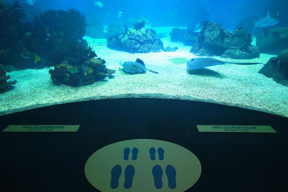 Visitantes procuram calma e paz no Oceanário de Lisboa que coronavírus 