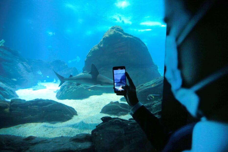 Visitantes procuram calma e paz no Oceanário de Lisboa que coronavírus 