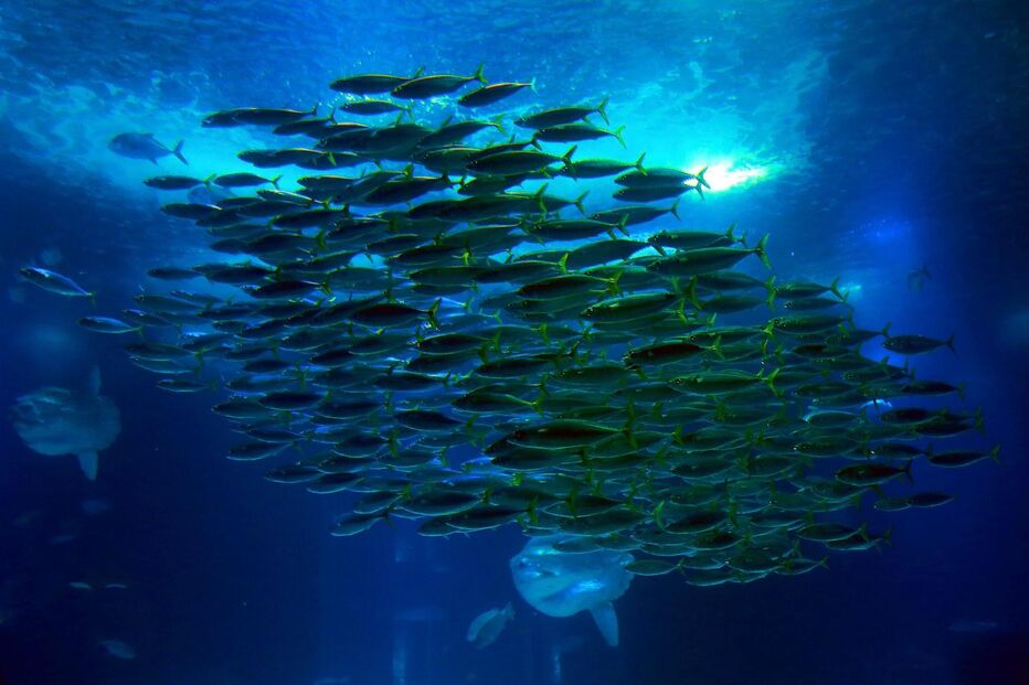Visitantes procuram calma e paz no Oceanário de Lisboa que coronavírus 