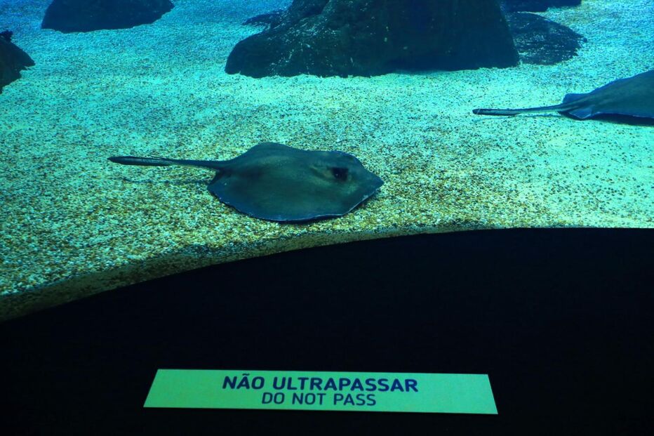 Visitantes procuram calma e paz no Oceanário de Lisboa que coronavírus 