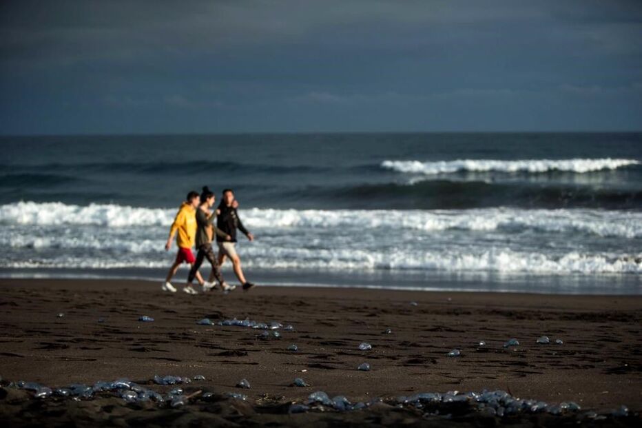 Milhares de caravelas portuguesas enchem praias em S. Miguel nos Açores 
