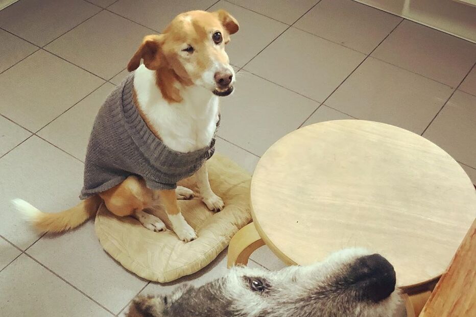 2020-05-20_14_10_53 83524944_2902493689803978_4075489391054189255_n.jpg