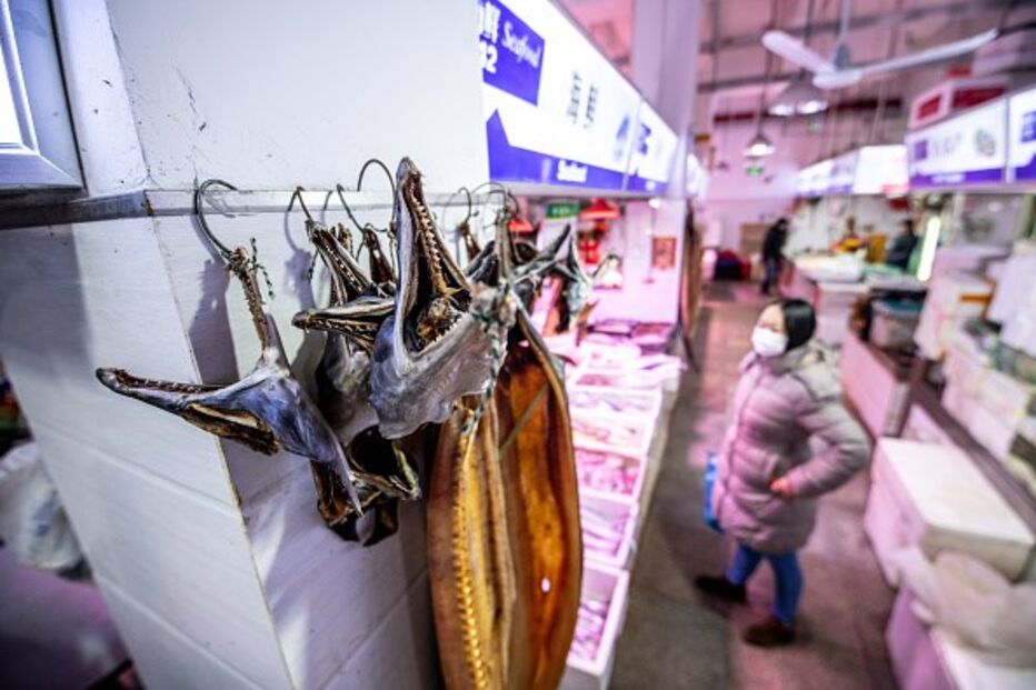 Wuhan proíbe venda e consumo de carne de animais selvagens