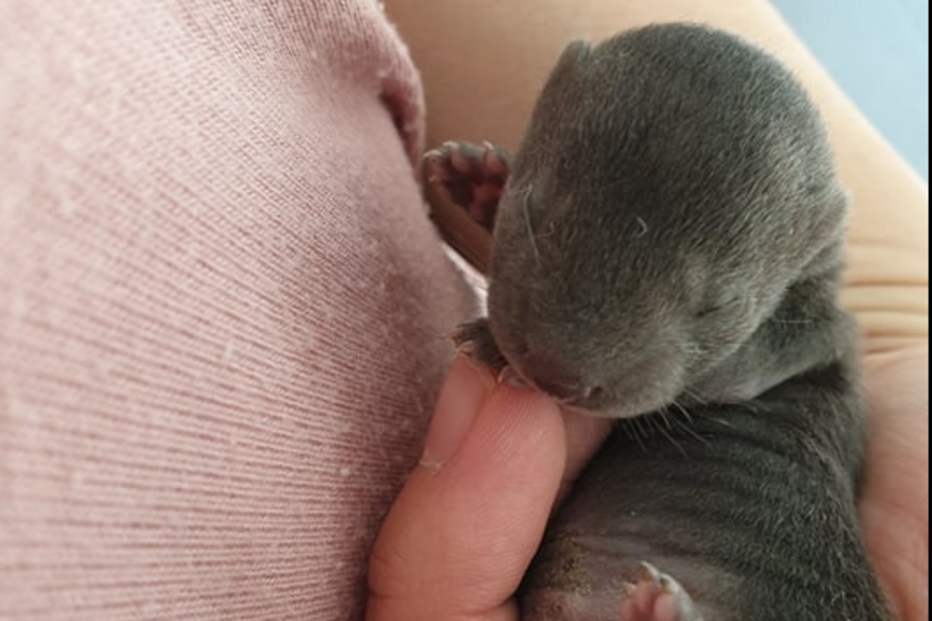 Esta lontra bebé apareceu no centro de Mirandela e está a derreter corações