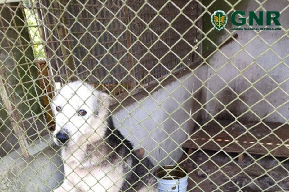 GNR identifica homem de 85 anos por maus-tratos a animal de companhia