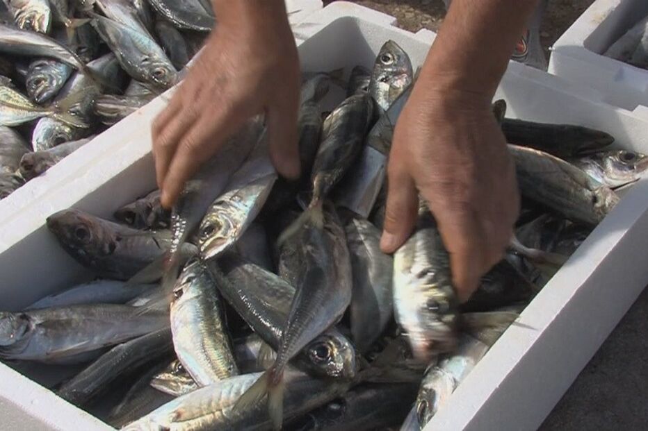 2020-05-25_11_40_40 Docapesca oferece peixe a Juntas de Freguesia.jpg