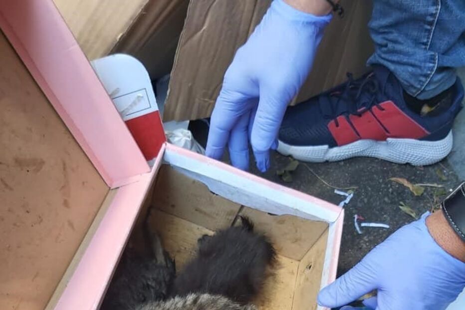 Bombeiros resgatam gatos bebés de ecoponto em Vila Nova de Famalicão  