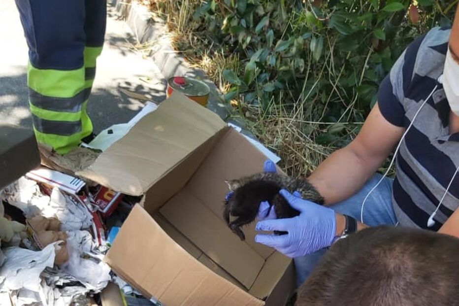 Bombeiros resgatam gatos bebés de ecoponto em Vila Nova de Famalicão  