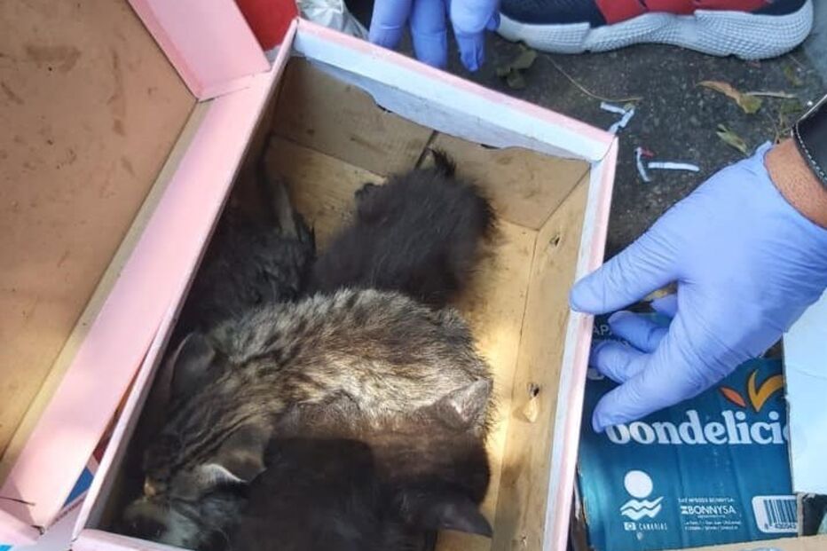 Bombeiros resgatam gatos bebés de ecoponto em Vila Nova de Famalicão