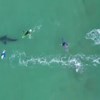 Imagens de drone mostram 'encontro' entre surfistas e tubarão branco na África do Sul