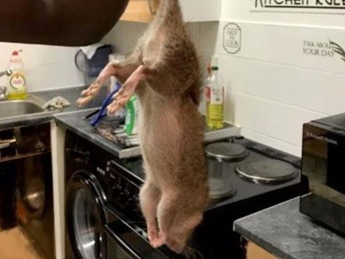 Mais um rato gigante é capturado na Inglaterra e especialistas