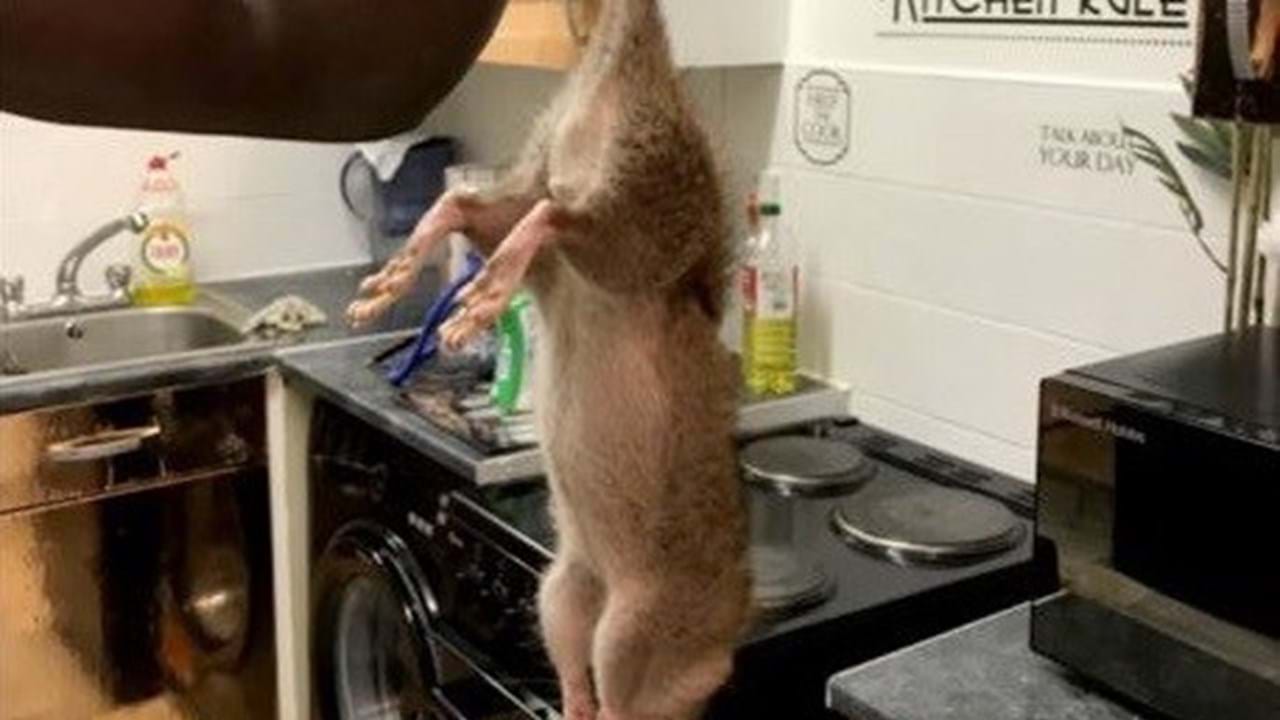 Trabalhadores encontraram uma ratazana gigante enquanto limpavam