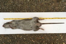 Relatos de invasão de ratazanas gigantes multipliccam-se nas redes sociais