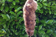 Relatos de invasão de ratazanas gigantes multipliccam-se nas redes sociais