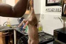 Relatos de invasão de ratazanas gigantes multipliccam-se nas redes sociais