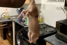 Relatos de invasão de ratazanas gigantes multipliccam-se nas redes sociais